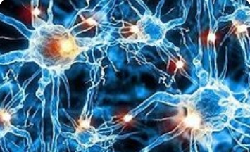 神经科学启发下的人工智能发展：从模拟到认知
